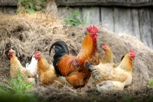Żywienie zwierząt hodowlanych łuską sojową