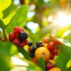 Antyoksydanty na lato: jak wzmacniać ochronę skóry przed UV i przesuszeniem