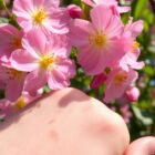 Pyłki wiosenne a skóra alergiczna: jak rozpoznać objawy i skutecznie chronić skórę przed podrażnieniami